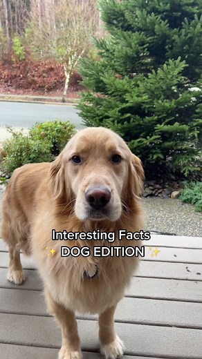 Fascinating Dog Facts You Didn't Know!