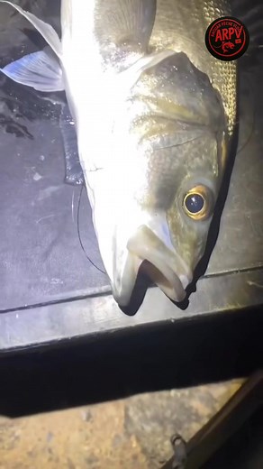 69K views · 442 reactions | Once you master the art of baiting and know how to present it perfectly, the results will always speak for themselves!  Skill makes the difference — every small move can lead to an epic catch.  #fblifestyle | Anouar peche vlog | Facebook