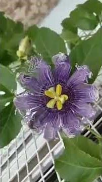 Flowers in Slow Motion 🌸✨ | Relax and Watch Nature’s Beauty