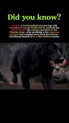 The Dog Who Saved a Platoon: Gander’s Ultimate Sacrifice in WWII #ww2