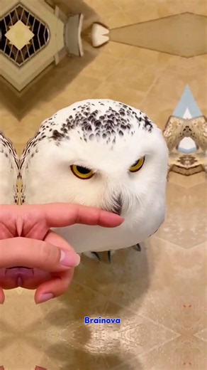 Secrets Of The Mysterious Owl😱😔