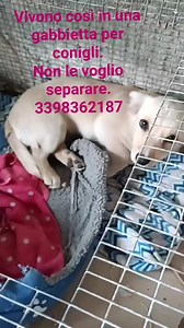 10K views · 474 reactions | Frosinone Chi vuole adottare queste due topoline??? Continuo a chiedermi il perché di tanta cattiveria  Due sorelline abbandonate a Frosinone. Purtroppo, non avendo più posti a disposizione ,siamo costrette a offrire loro una sistemazione precaria. 3 mesi, simil bassottine. Per info 3398362187 | Adotta un cucciolo Frosinone | Facebook