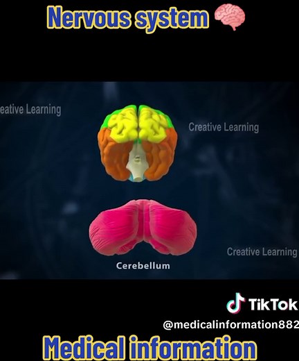 Understanding the Nervous System: Medical Information & Functions Explained