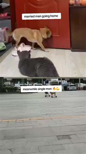 Married Men vs. Single Men: A Playful Comparison