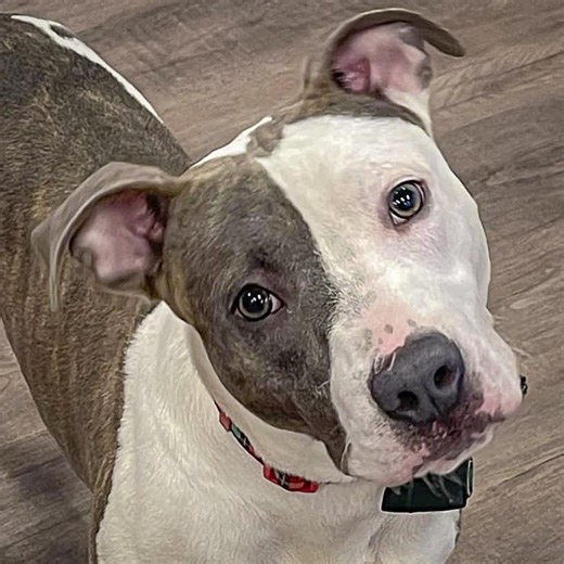 Adopt Carter on Petfinder