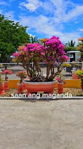 1.3K reactions · 108 shares | Pili na multicolor o monocular o sya #fbreelsfypシ゚viral #fbreels #bougainvillealovers #gardening #happiness #goodvibes #everyone #justforfun #view #goodmorning #friends #flowers flo | Miles Bougainvillea Gensan | Facebook