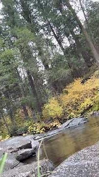 Pipi Valley California 2025 ￼