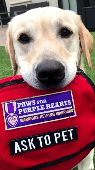 Service dog nonprofit marks 50 years of helping thousands of service members, veterans