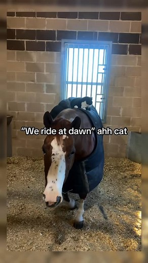 Skibkitty on Instagram: "Just tuxedo cat things 😌 … Not all cats are as chill with horses, but many cats do show a surprising level of comfort or curiosity around them. Here’s why: 1. Mutual Calmness: Horses are generally gentle and non-aggressive, which suits a cat’s preference for low-threat environments. Their calm demeanor may make cats feel safe. 2. Warmth and Smell: Horses radiate heat, and cats love warm spots. A horse’s body can feel like a cozy place to snuggle. Also, horses may