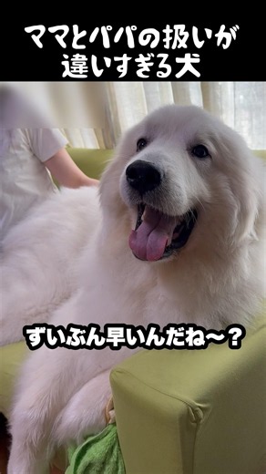 あきらかママとパパの優先度が違う愛犬 #グレートピレニーズ #大型犬 #愛犬 #かわいい犬 #greatpyrenees