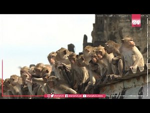 Macaque attack: humans try to take back Thai city from monkeys