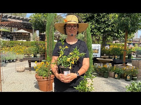How to Successfully Grow Monkey Flower (A Great Hummingbird Attractor!)