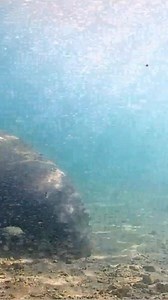 It's BACK! The LIVE Manatee Cam is online again! Thank you for your patience and we hope to SEA you soon. Watch now: https://bit.ly/3ONsFHe #LIVECAM #ManateeCam #EarthCam #ManateeLagoon | Manatee Lagoon