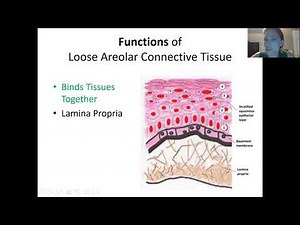 Connective Tissue Proper