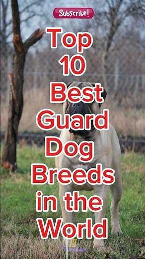 Top 10 Best Guard Dog Breeds in the world #dogs #shorts #viral