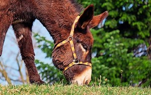 Over 25 Animals that Eat Grass - YouEatPlants.com