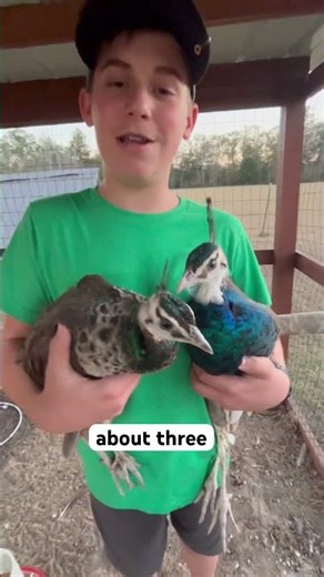 Check out my Indian Blue Peafowl! #peafowl #peacock #peahen #indianpeafowl #birds #birdlovers