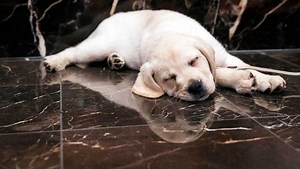 Who's the top dog? New rankings of most popular dog breeds released