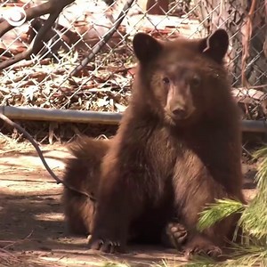 The San Diego Humane Society says six orphaned bear cubs being cared for at its Ramona Wildlife Center are "showing promising progress" after graduating to outdoor enclosures. | CBS News