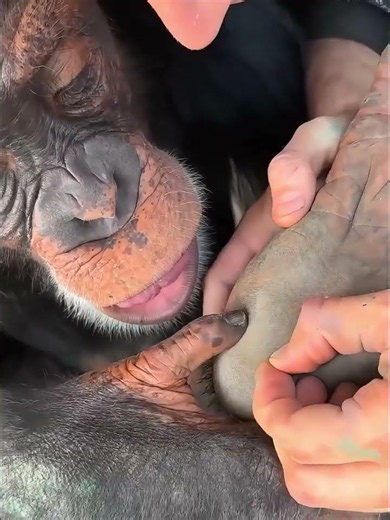 How They Saved This Injured Chimp ❤️