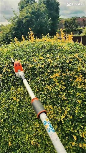 POV Garden Pruning | Shaping a Large Privet Topiary Dome #gardening #topiary #gardenmaintenance