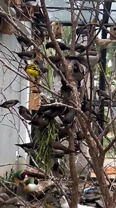 Beautiful Finch Birds Aviary 💝 | Pets Kr