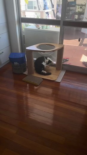 Boring topic for him 🙄 #catsoftiktok #cat #fyp #kittycat #kitty #catlovers #catlife #meow #fypシ゚