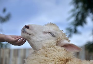 5 facts about sheep that will change the way you think about them