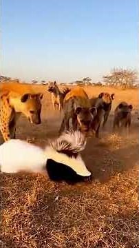 #Skunk’s Powerful Chemical Defense! #wildlife #original #animalsounds #birdsong #animals