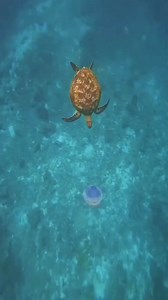 Love it ❤️❤️ | All About Turtles