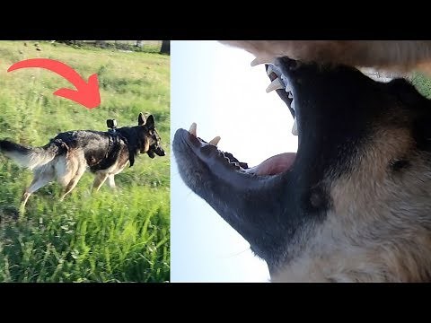 I Strapped A GoPro To A German Shepherd Guard Dog
