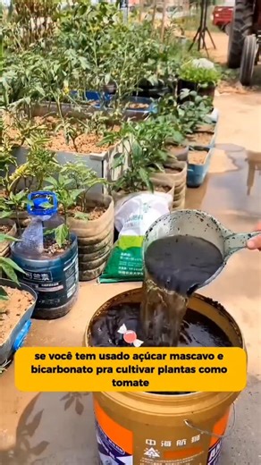 dicas de jardim | Plantas e Botânica on Instagram: "🌱 Quer que suas plantas produzam mais? Então você precisa testar essa mistura simples que muitos cultivadores usam para aumentar raízes, flores e colheitas! 👇 Receita do vídeo: • 2 litros de água morna • 20 g de açúcar mascavo • 2 g de bicarbonato de sódio Misture tudo até ficar homogêneo, deixe esfriar e aplique nas regas ou borrife nas folhas 1 vez por semana. O resultado? 🌿 Raízes mais ativas, 🌼 mais flores e 🌶️ produção muito maior! 💡