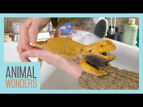 Keeping A Bearded Dragon Healthy | Femoral Pores |