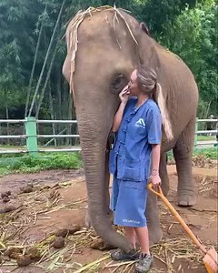 Who knew? Elephants apparently like harmonicas! A recent volunteer in our elephant camp volunteer project serenading one of the mama elephants while picking up elephant dung. A good way to spend a morning! www.volunteerthailand.org/projects/elephant-camp-2/ #volunteerthailand #friendsforasia #volunteerwithelephants #volunteerchiangmai | Volunteer in Thailand with Friends for Asia