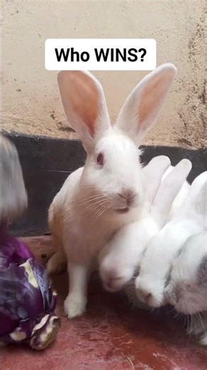 5 Rabbits vs Purple Cabbage #animalasmr #cuteanimals #cutebunny