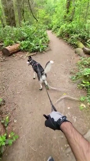 Genius GPS tracking mode ON #dog #husky #hiking