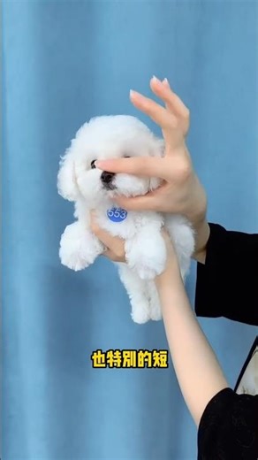 All My Pets, One Big Hug#Caught with a Handf..#All My Pets, One Big Hug#Caught with a Handful