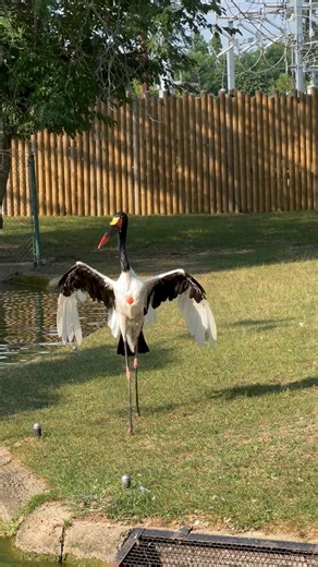 21K views · 708 reactions | We’re not entirely sure what Ducatel, the saddle-billed stork, is dancing about, but he looks pretty magnificent! Saddle-billed storks are one of the tallest stork species, and they have a wingspan of 7-8 feet! | Potawatomi Zoo | Facebook