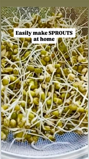 Anita Mohan on Instagram: "Super Easy way to make Sprouts at home …Don’t buy them! 🌱 💪🏻 Nutrition: Protein: ~14–16g Calories: ~100–110 kcal Fresh, long sprouts in just 2 days with zero effort! A simple, clean, foolproof method to make your own high-protein, low-calorie superfood at home. Save this for your healthy routine! 🌱💚 👩‍🍳 Directions – 1. Wash 1 cup whole green moong and soak it overnight. 2. By morning, once the dal has swelled, strain out all the water. 3. Transfer it to a strain