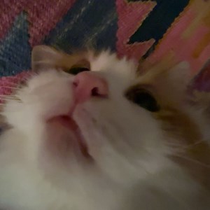 LemonLive - Twitch