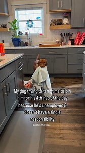 someone go snuggle her right now 🎥 : @waffles_the_vizsla | BarkBox