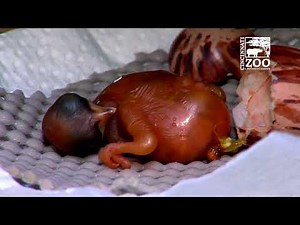 Raggiana Bird of Paradise Chick Hatching - Cincinnati Zoo