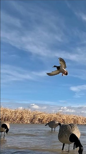 Mallard Drake DECOYING in Perfectly