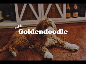 The Goldendoodle