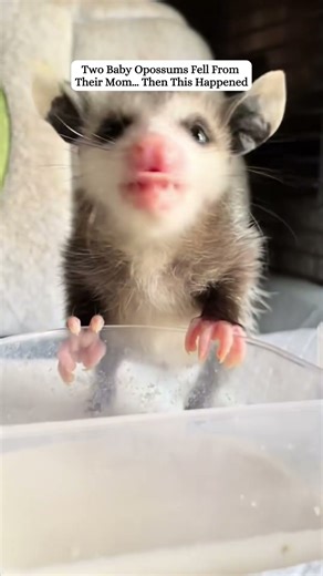 Two baby opossums! #rescue #cute #opossum #animals