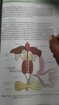 Digestive system of frog/parts of alimentary canal. FROG.#biology #study #youtubeshorts #reels