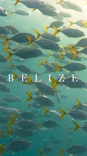 14K views · 404 reactions |  Dive into the hidden gem of Belize  and explore the breathtaking underwater world that will leave you in awe!  From the vibrant fishes to the stunning corals, there's so much to discover in this marine paradise.  #TravelBelize #Belize | Travel Belize | Facebook