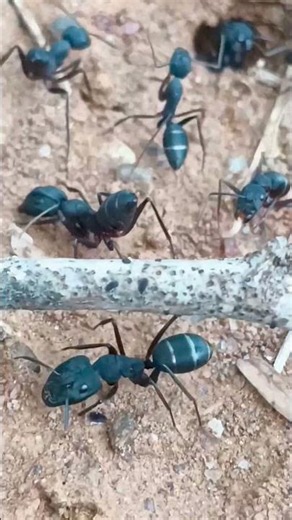 "Inside the Busy Life of a Spiny Ant Colony! 🐜"