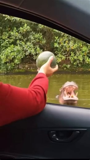 The hippo’s epic reaction when the woman misses feeding it a watermelon