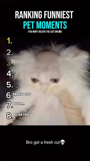 Ranking Funniest Pet Moments 🤣🐶